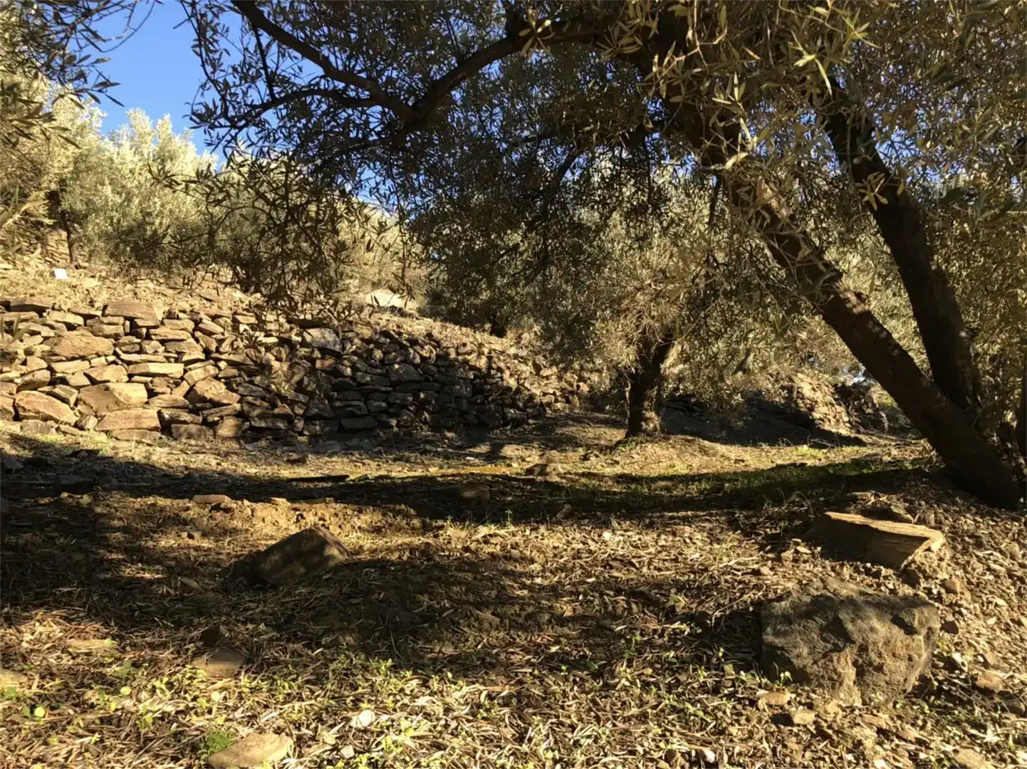 Finca rústica en venda en Torrox