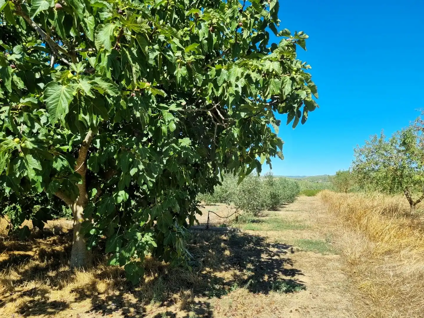 Lands and plots for sale in poligono 17 parcela 32, imagen 9