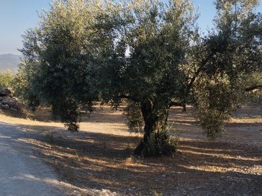 Terreno rustico in vendita a Avenida Góngora