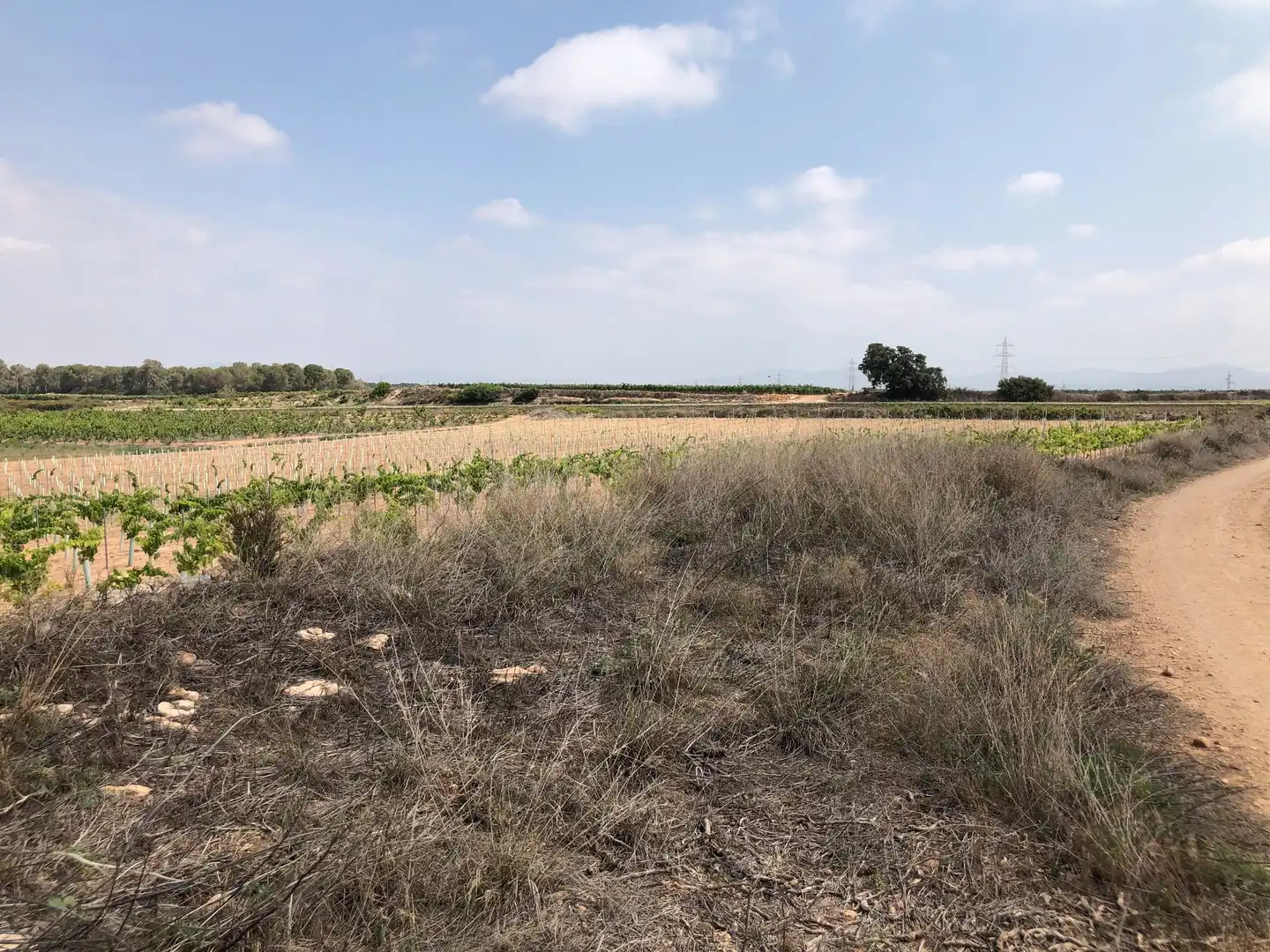 Terreno rústico en venta en Vilabella, imagen 14