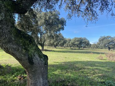 Terreno rustico in vendita a Torralba de Oropesa
