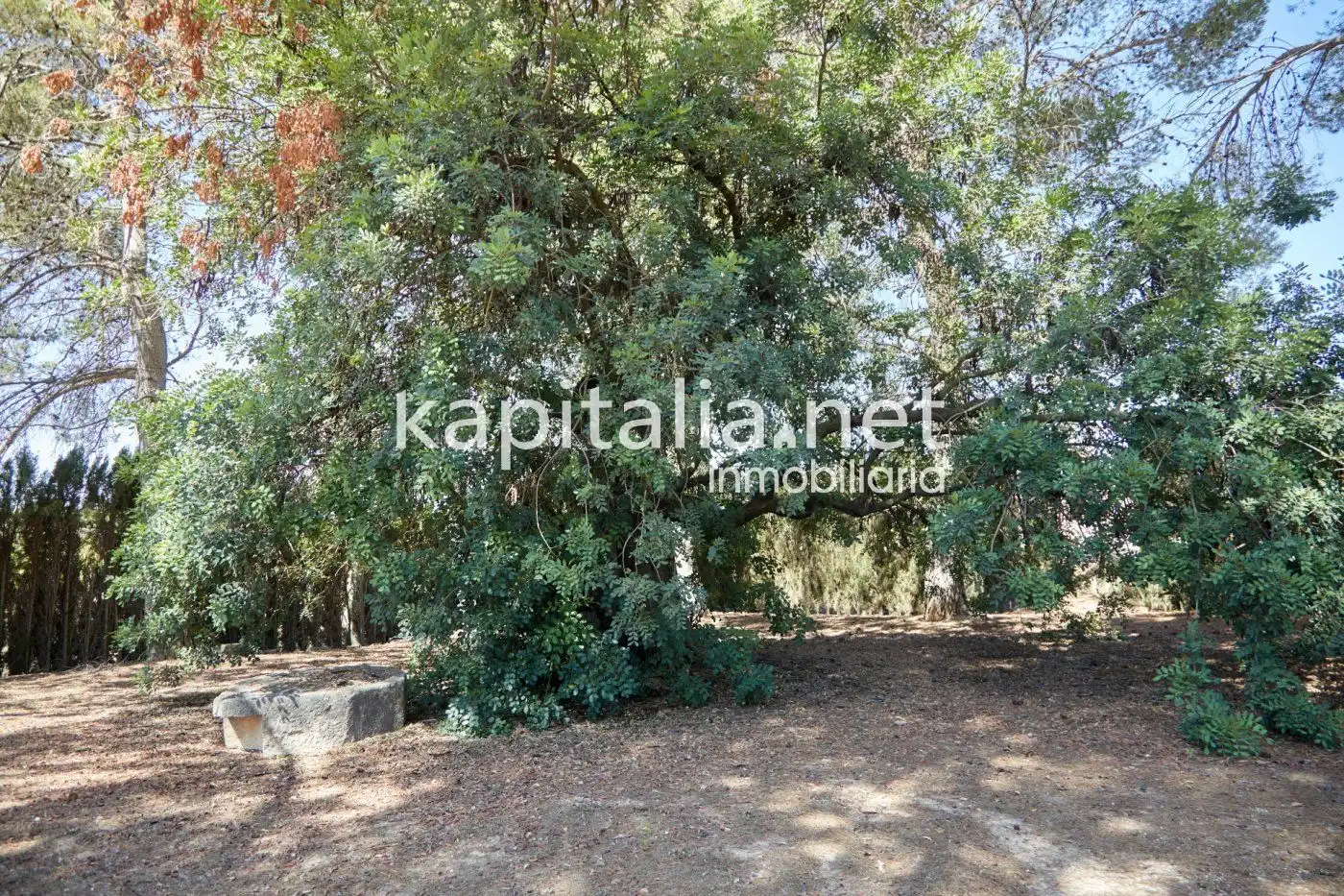 Chalet en venta en El Pilar, imagen 68