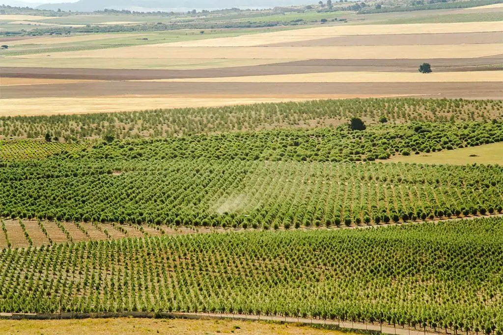 Finca rústica en venda en Jumilla amb Calefacció, Jardí privat i Terrassa