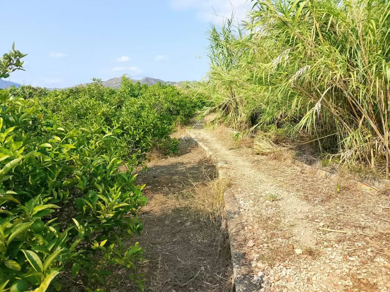 Rural land for sale in Calle Partida Alfas, imagen 11
