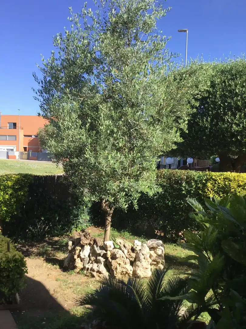 Jardín de Casa adosada en venta en Santa Coloma de Farners con Calefacción, Jardín privado y Terraza