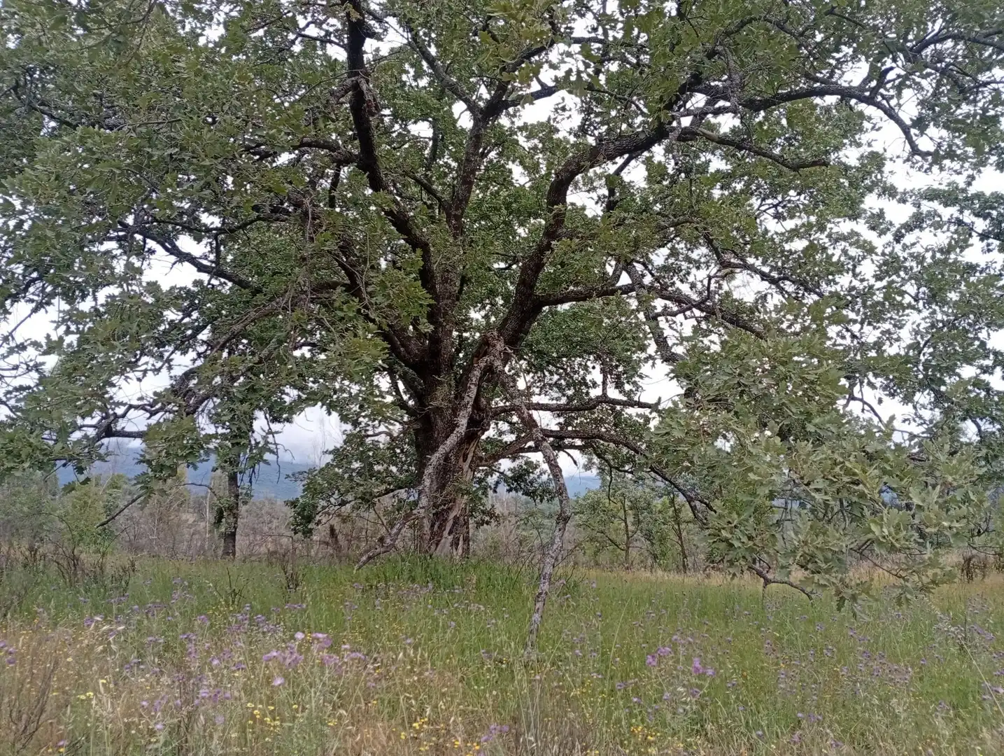 Terreni e lotti in vendita a Villanueva de la Vera, imagen 87