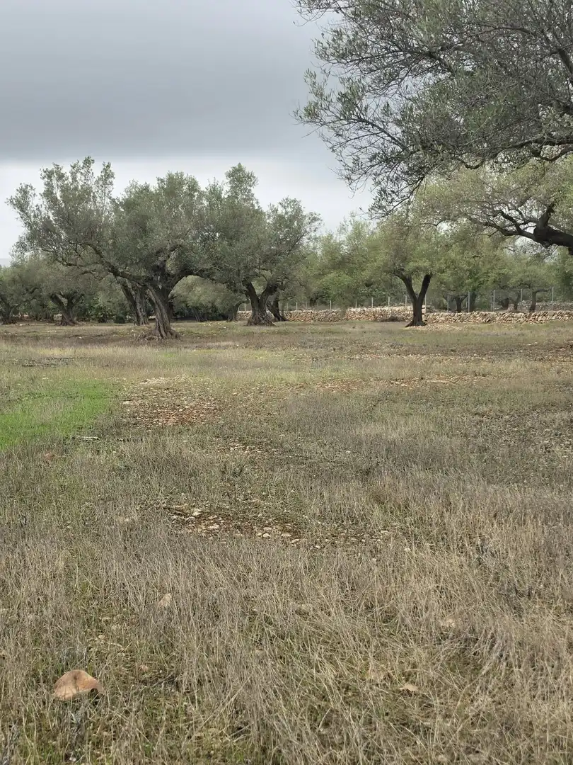 Terreny rústic en venda a Les Tres Cales, imagen 5