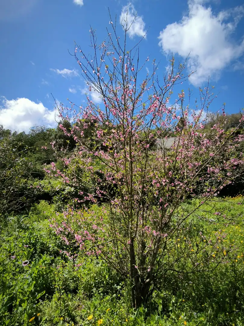 Jardín de Finca rústica en venta en Moya (Las Palmas)