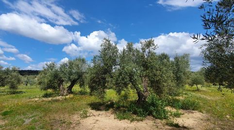 Foto 2 de Finca rústica en venta en Arroyo Levante, Bailén, Jaén