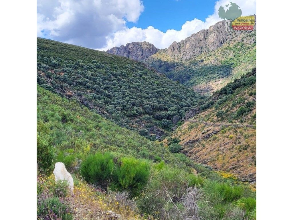 Exterior view of House or chalet for sale in Fresnedoso de Ibor