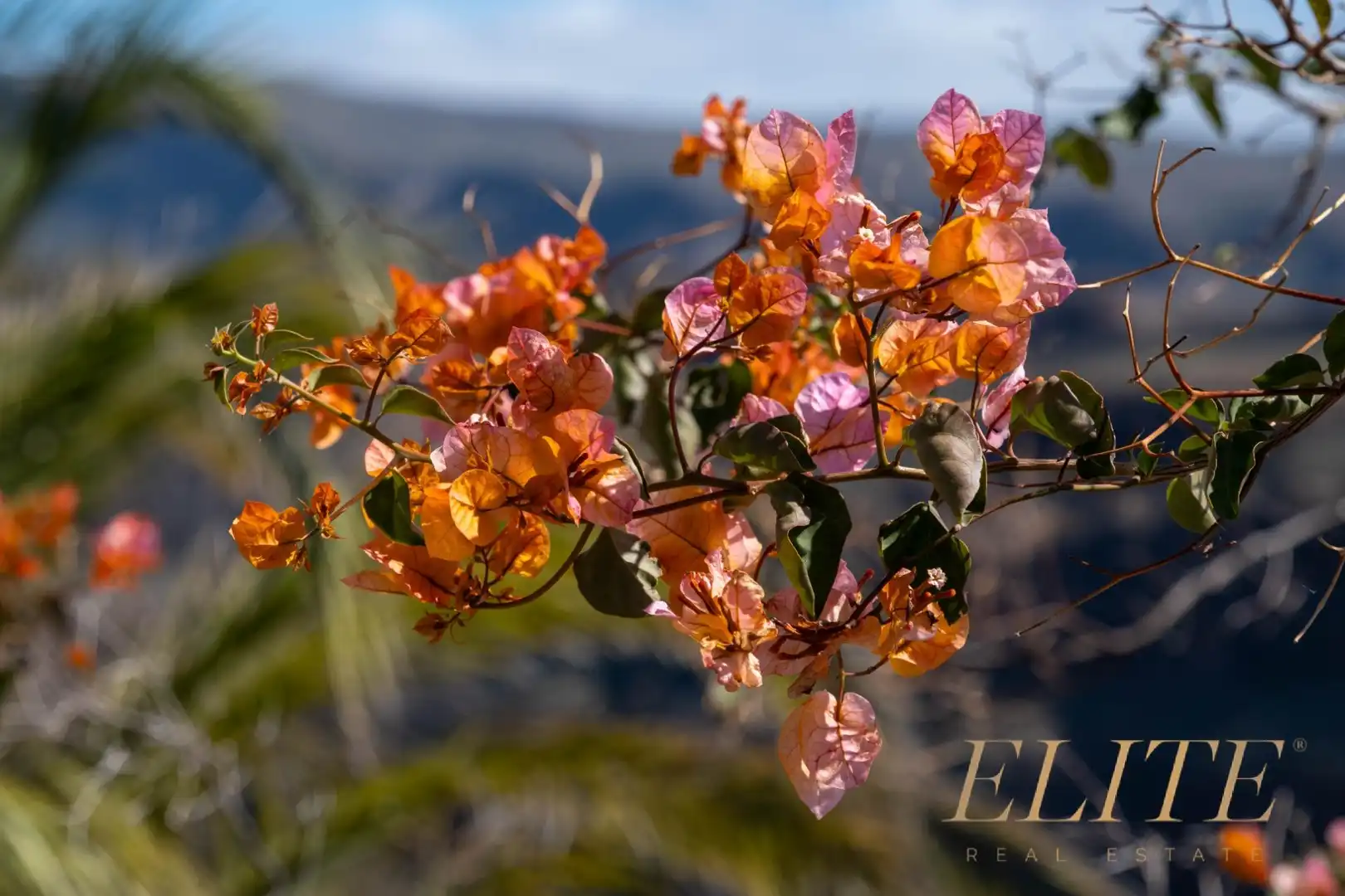 Garden of Residential for sale in San Bartolomé de Tirajana