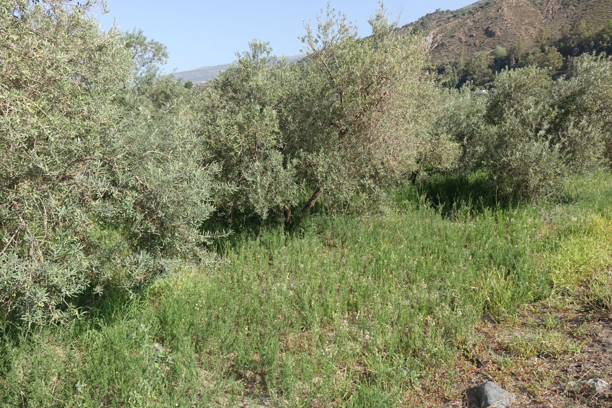 Country house for sale in Órgiva