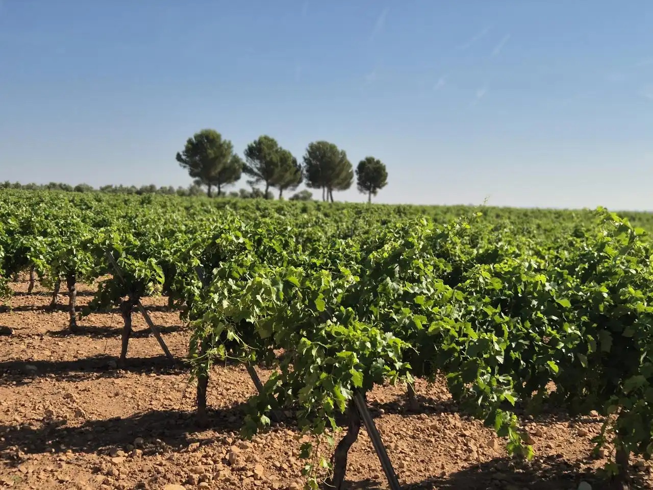 Terreno rustico in vendita a Las Colinas, imagen 16