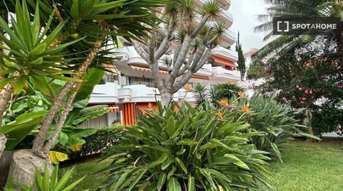 Foto 5 de Estudi per a compartir a Zona Botánico, Puerto de la Cruz