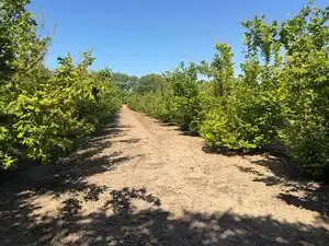 Terreno rustico in vendita a Avinguda de Reus 10, imagen 11