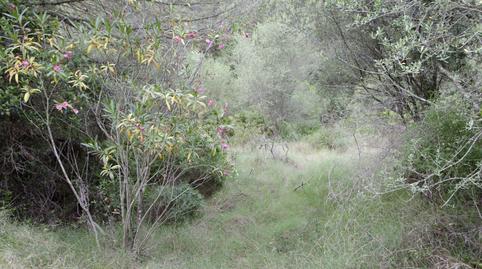 Photo 3 of Land for sale in Bacarés - Manresa  - Bonaire, Alcúdia