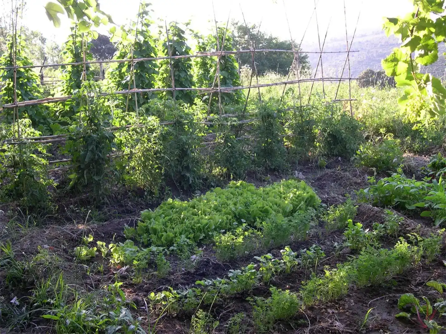 Jardí de Finca rústica en venda en Yeste amb Jardí privat, Traster i Piscina