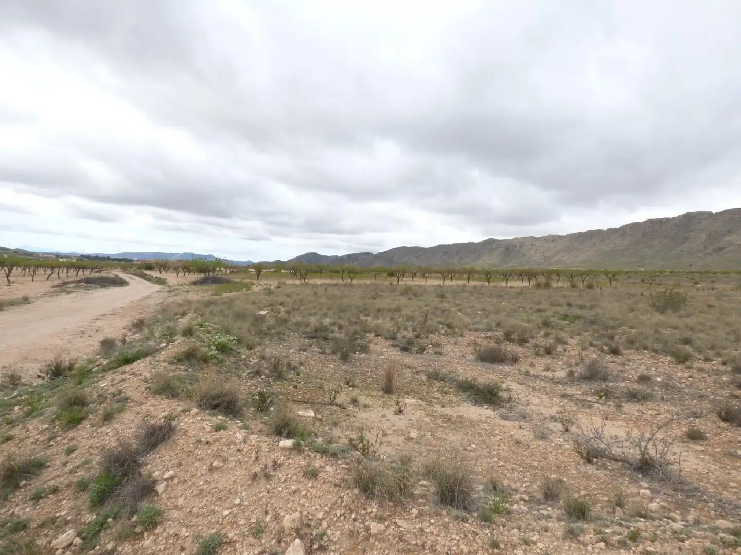 Rustikales Grundstück zum Verkauf in Jumilla, imagen 4