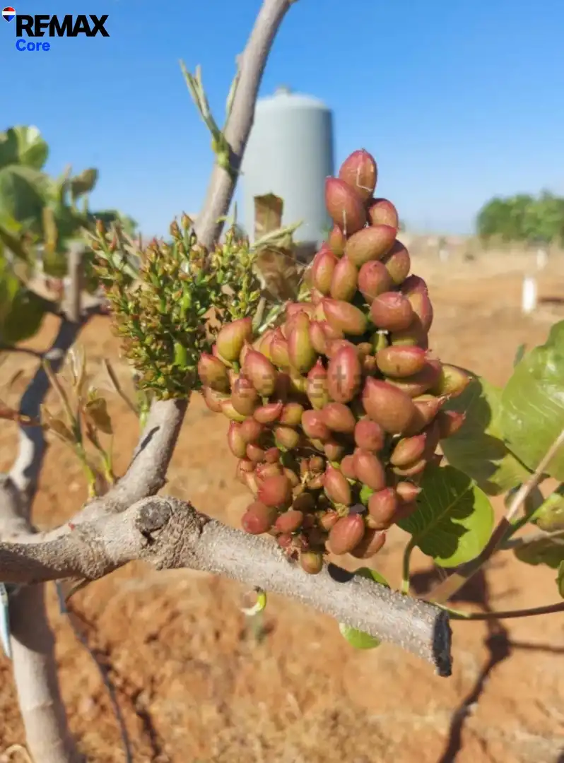 Jardín de Terreno en venta en Higuera la Real