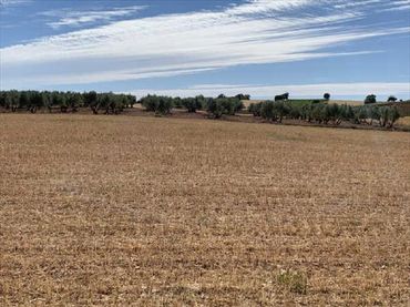 Terreno rustico in vendita a Villamayor de Santiago
