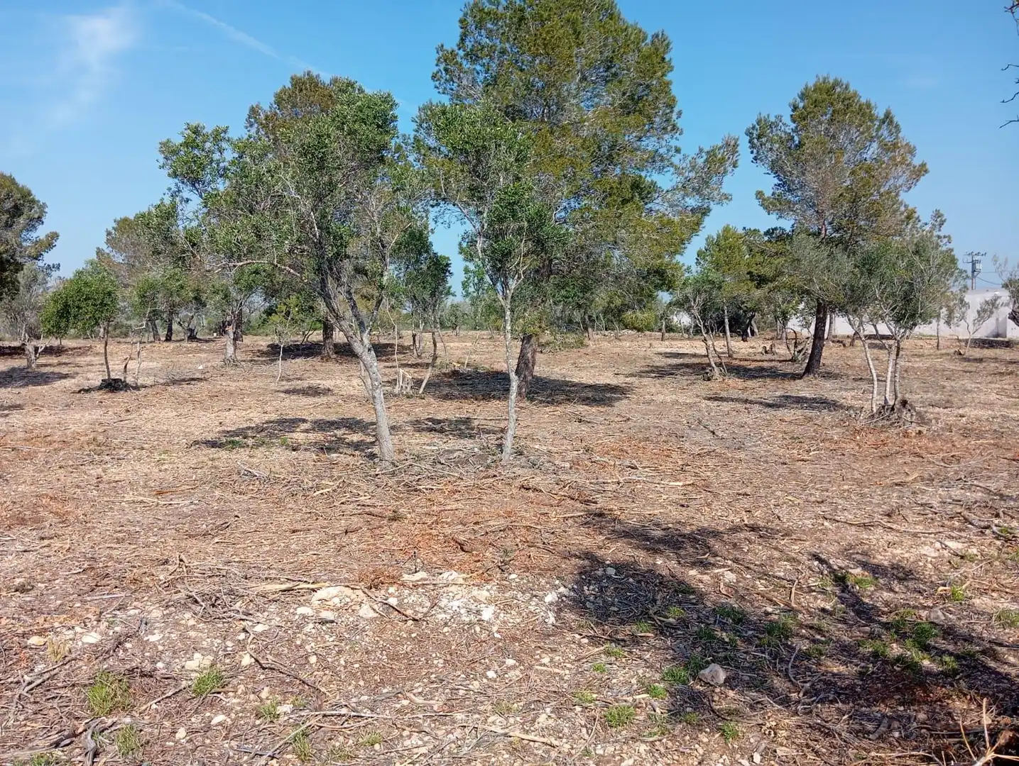 Finca rústica en venta en L'Ampolla
