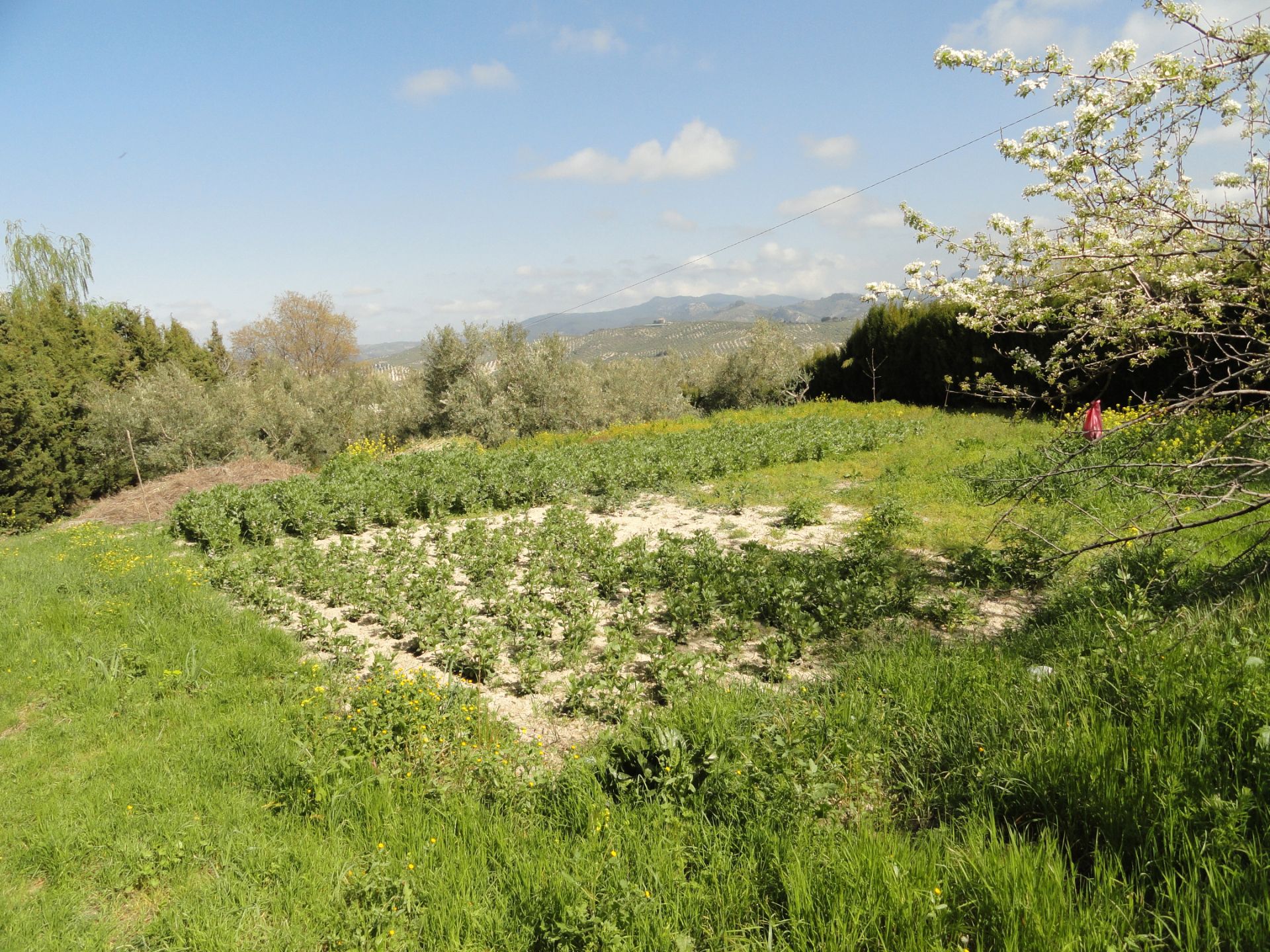 Land for sale in La Iruela