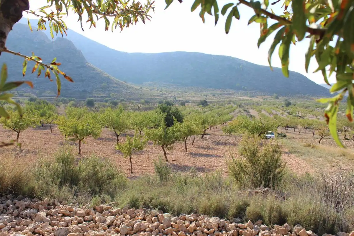 Terreni e lotti in vendita a Hondón de los Frailes