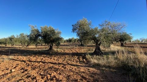 SE VENDE FINCA RUSTICA EN SONSECA, image 2