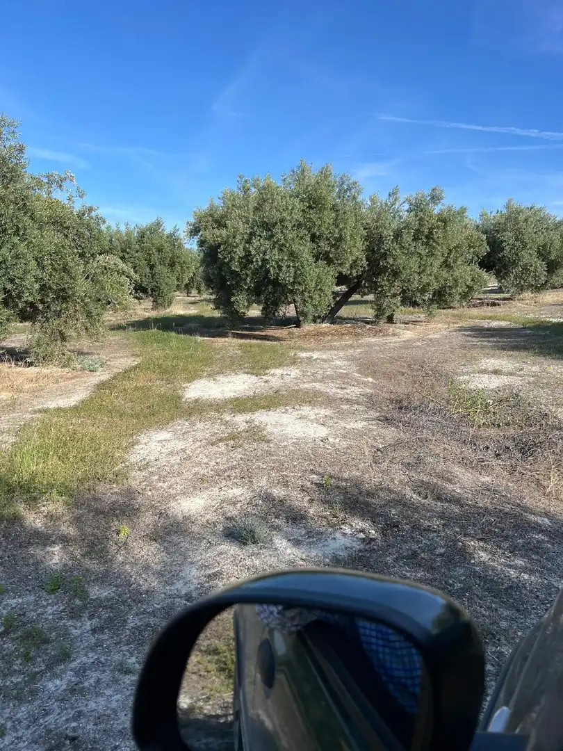 Terrenys i solars en venda a Fuente-Tójar