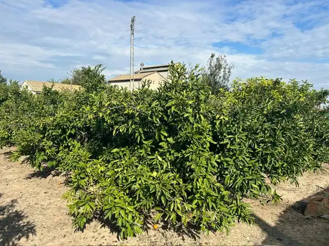 Country homes for sale in Sueca  with Private garden