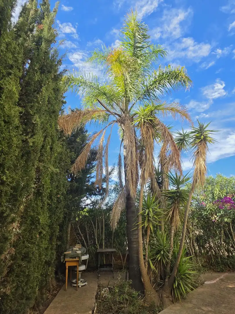 Jardín de Casa o chalet en venta en Casares