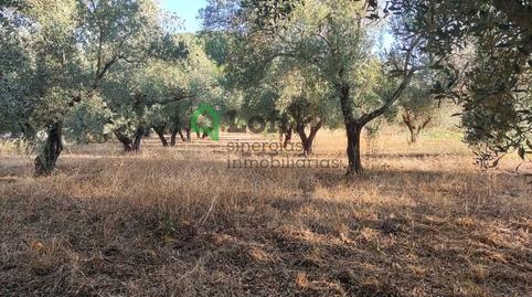 Photo 5 of Land for sale in Pedanías de Badajoz, Badajoz Capital