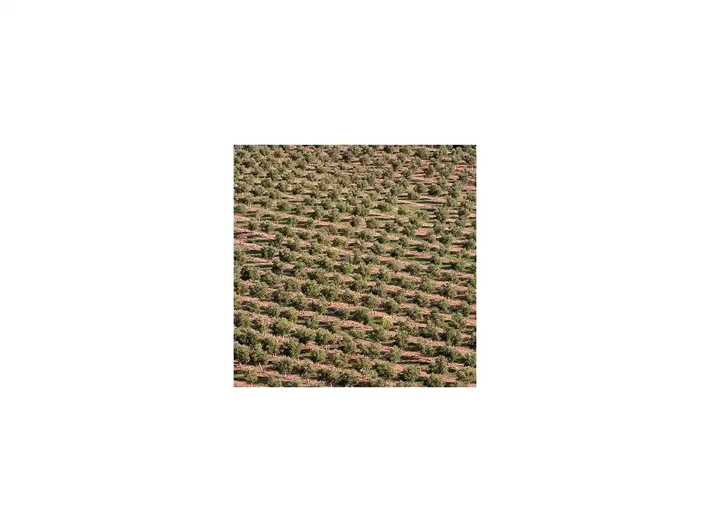 Garden of Houses for sale in Albatana