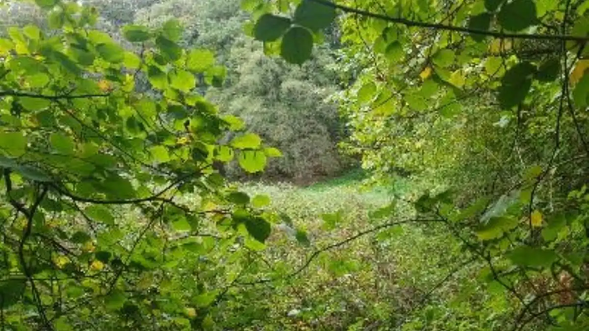 Terreno rustico in vendita a Lugar Carrionina, imagen 14