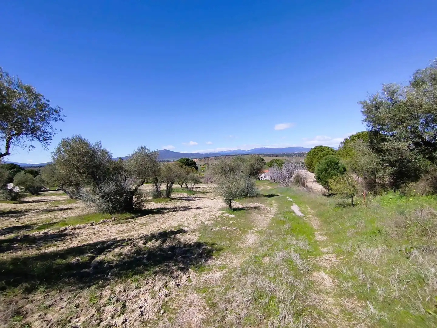 Land for sale in Escalona
