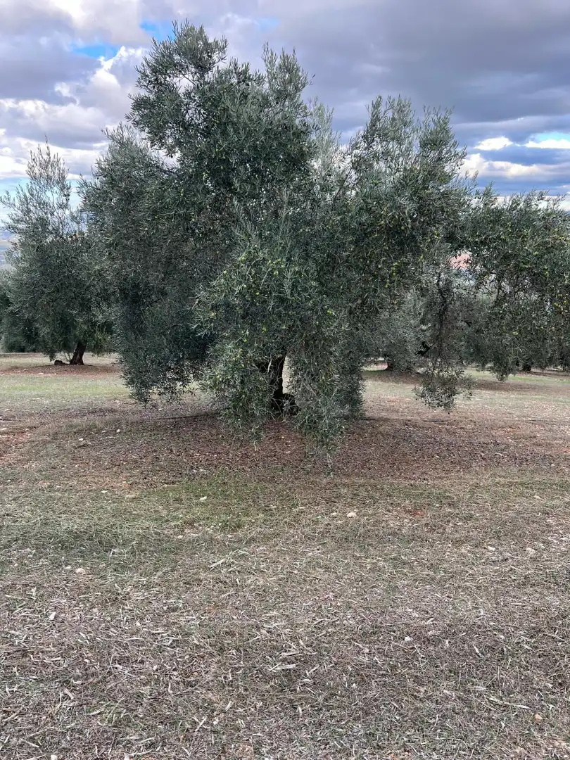 Terreny rústic en venda a Almedinilla, imagen 12