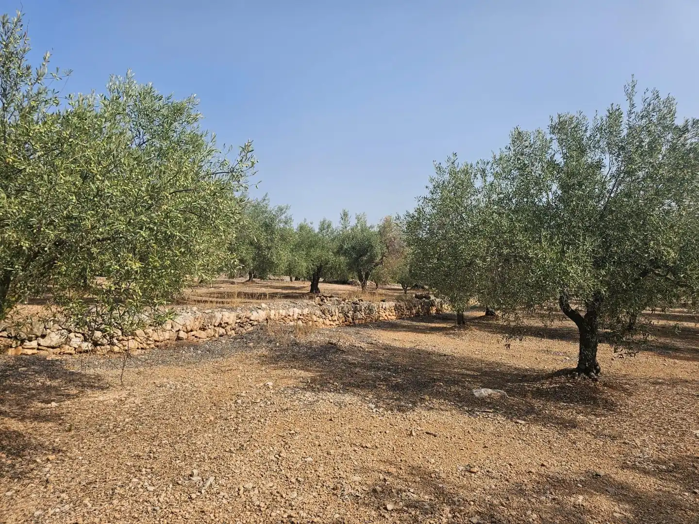 Terreno en venta en Alcanar