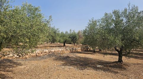 Foto 2 de Terreny en venda a Alcanar, Tarragona
