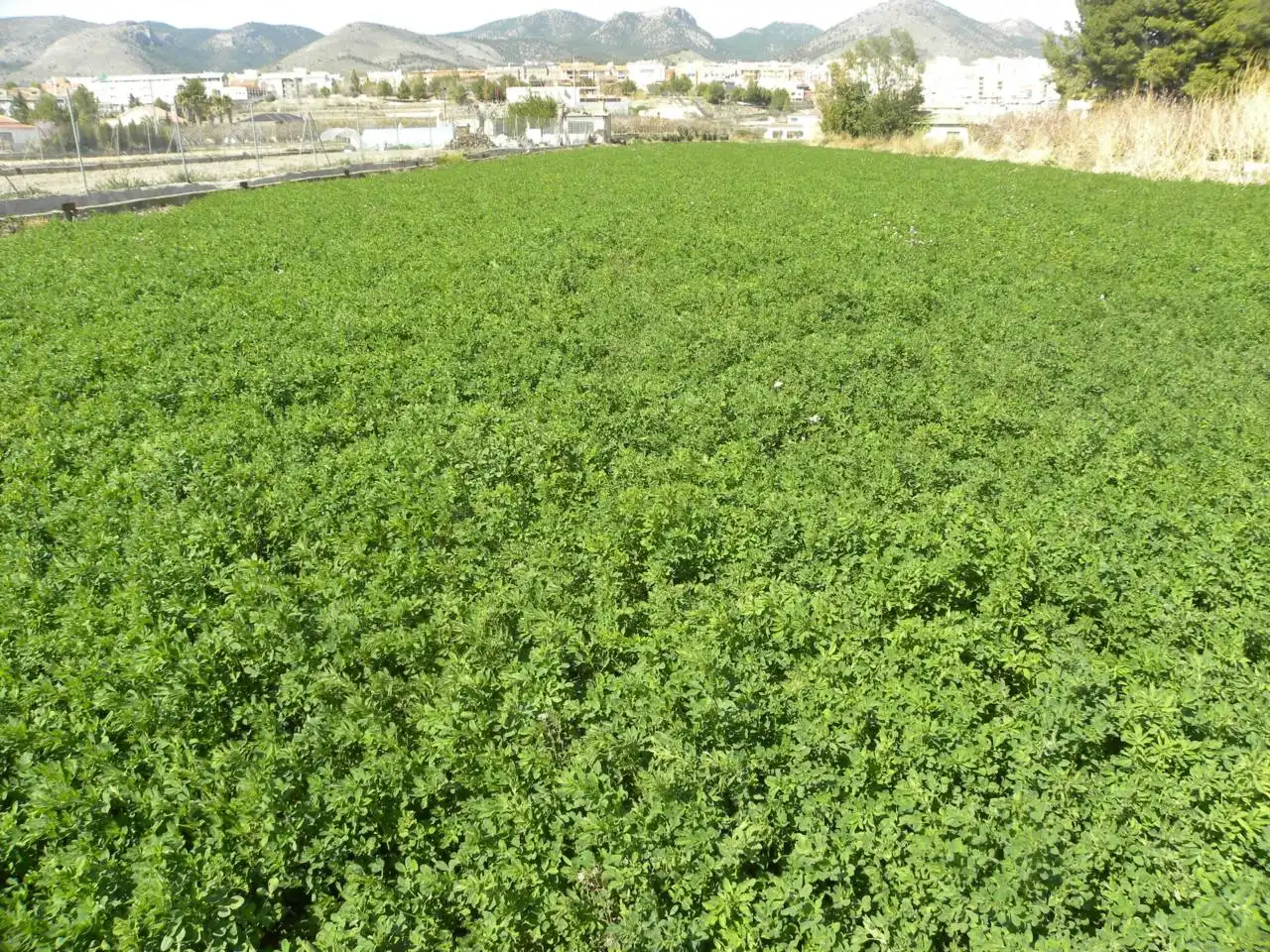 Residential land for sale in Caravaca de la Cruz, imagen 10