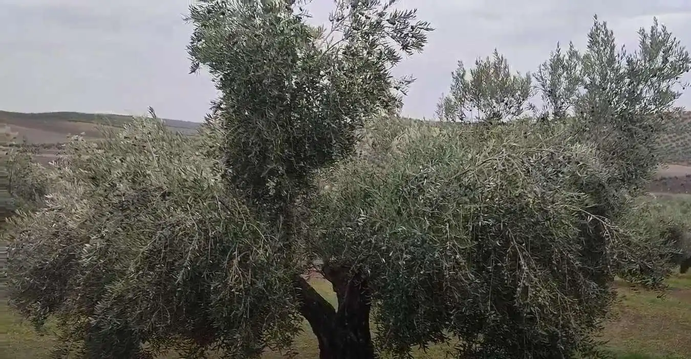 Rustikales Grundstück zum Verkauf in Cañete de las Torres, imagen 4