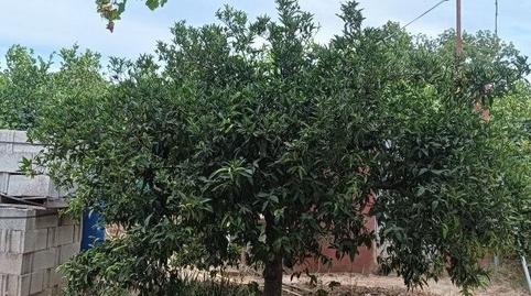 Foto 3 von Grundstücke zum Verkauf in Buenavista - Lauro Golf, Alhaurín de la Torre