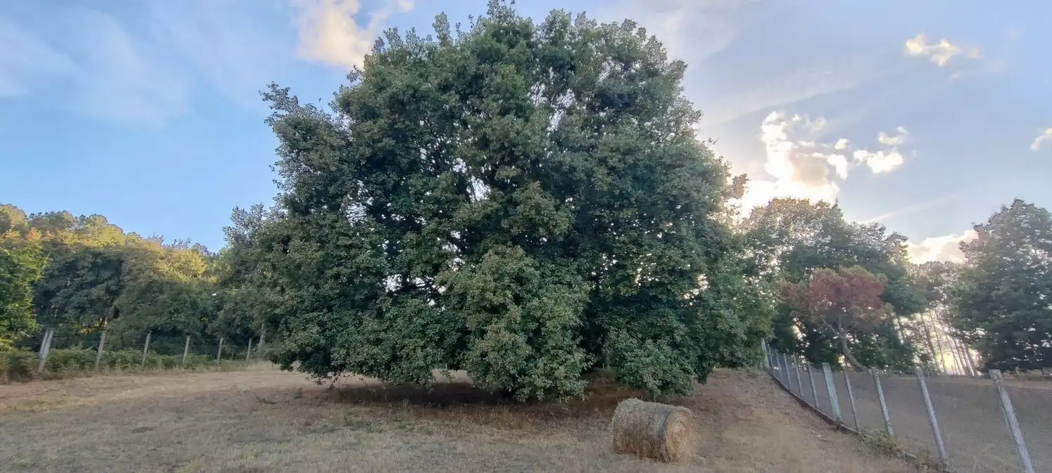 Xalet amb terrassa en venda a Ramirás, imagen 32