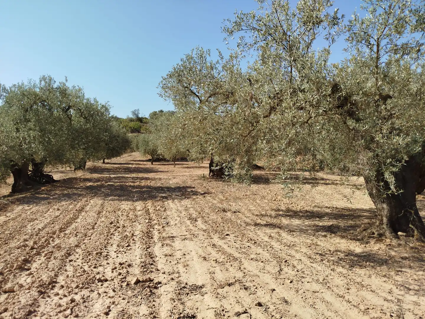 Rural land for sale in Horta de Sant Joan, imagen 10