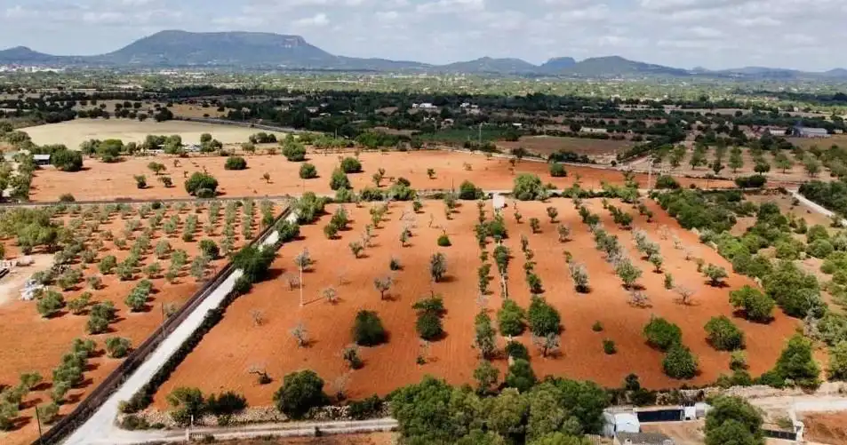 Terreno rustico in vendita a Llucmajor pueblo, imagen 13