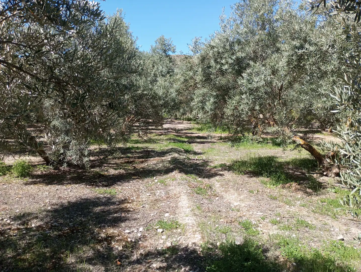 Terreny rústic en venda a Carretera de Caniles, imagen 13