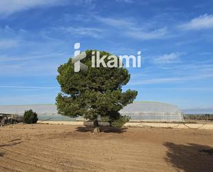 Land for sale in San Javier