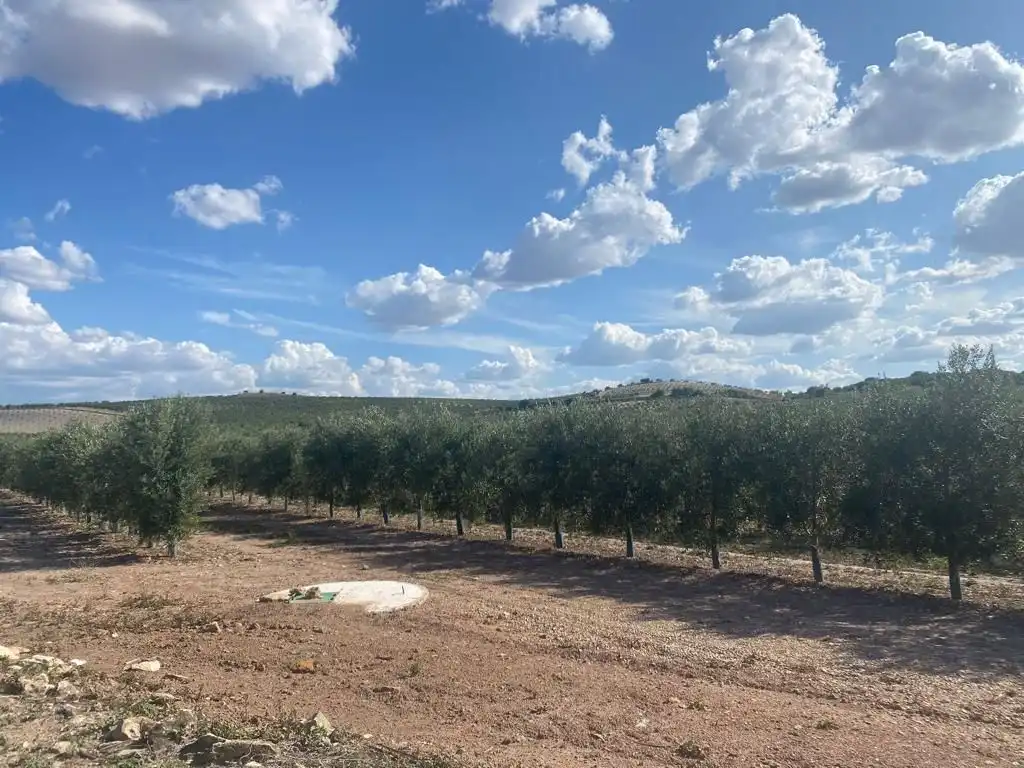 Terreni e lotti in vendita a Osuna, imagen 2