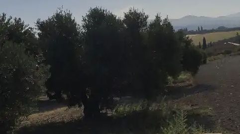 Foto 3 de Finca rústica en venda a Carretera Córdoba - Málaga, S-n, Montilla, Córdoba