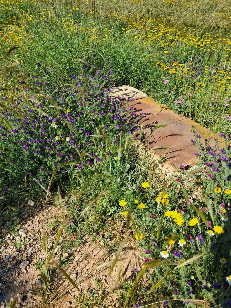 Rustikales Grundstück zum Verkauf in Pedanías Sur, imagen 4
