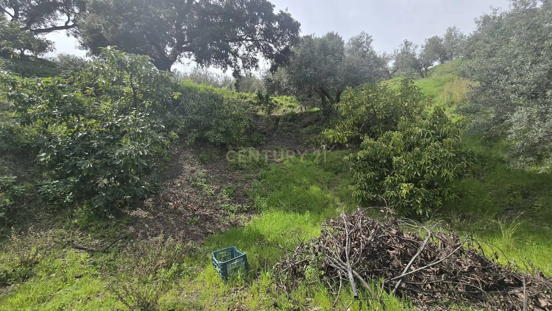 Terreno rustico in vendita a Polígono 11 Parcela 307 EL CERRILLAR. LOS GUAJARES (GRANADA), imagen 12